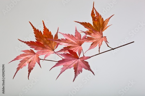 fallen_leaves_172