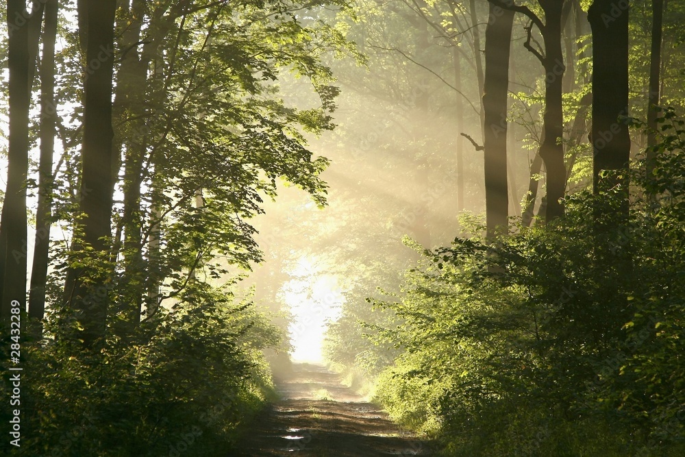 Fototapeta premium Dirt road in deciduous forest on a misty spring morning
