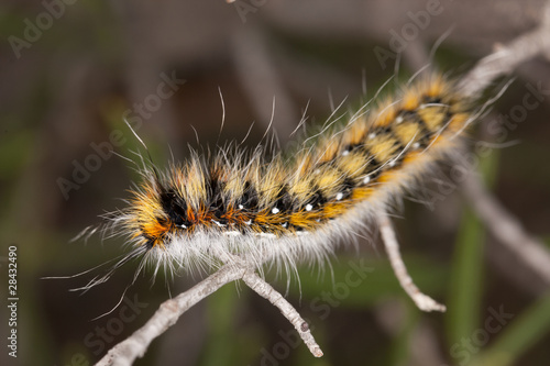 Lappet moth caterpillar © Mauro Rodrigues