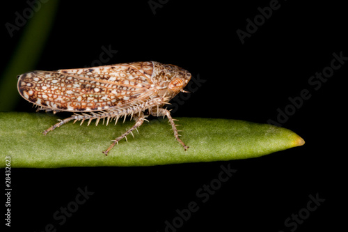 planthopper on leaf
