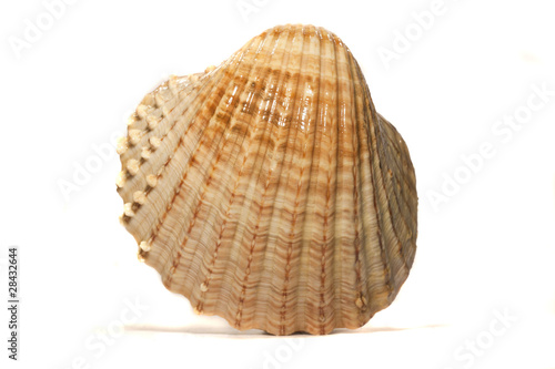 half scallop shell