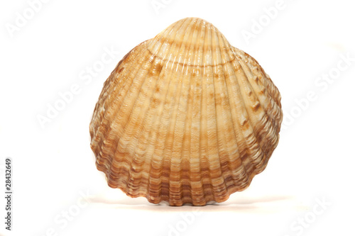 half scallop shell