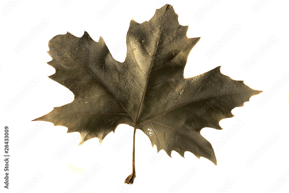 Fototapeta premium maple leaf