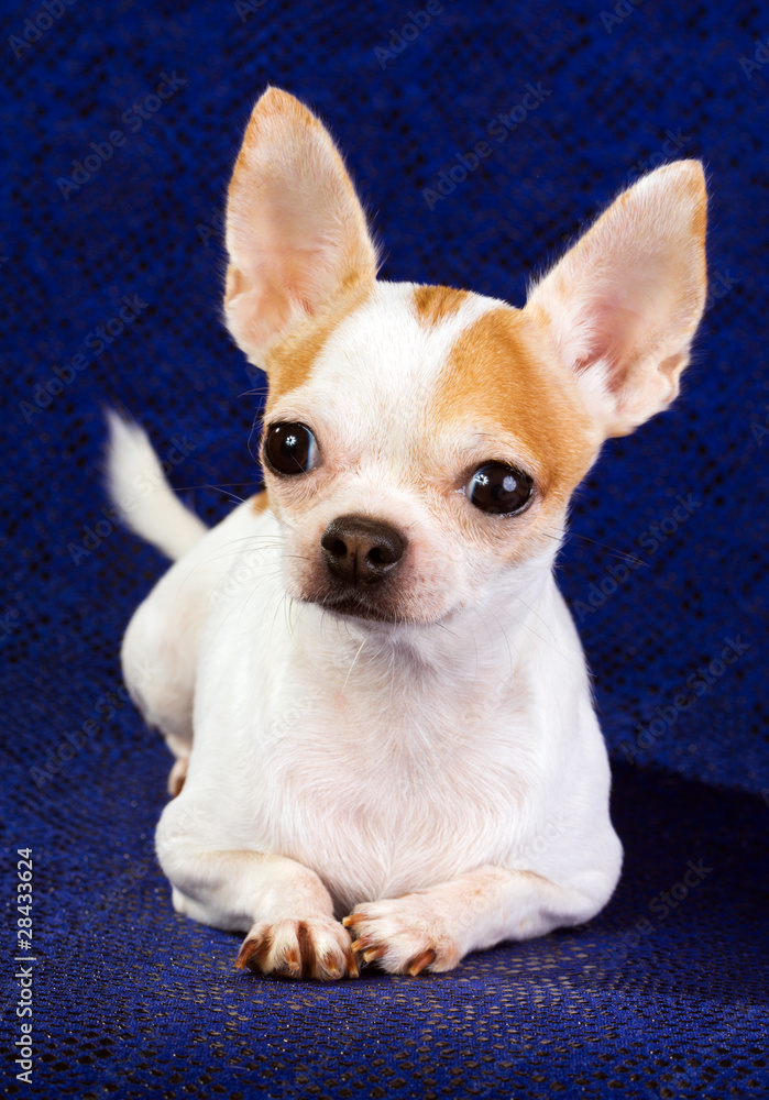 Chihuahua Chihuahua