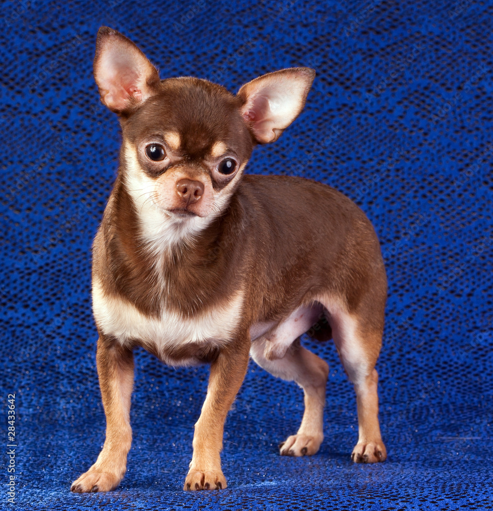 Chihuahua