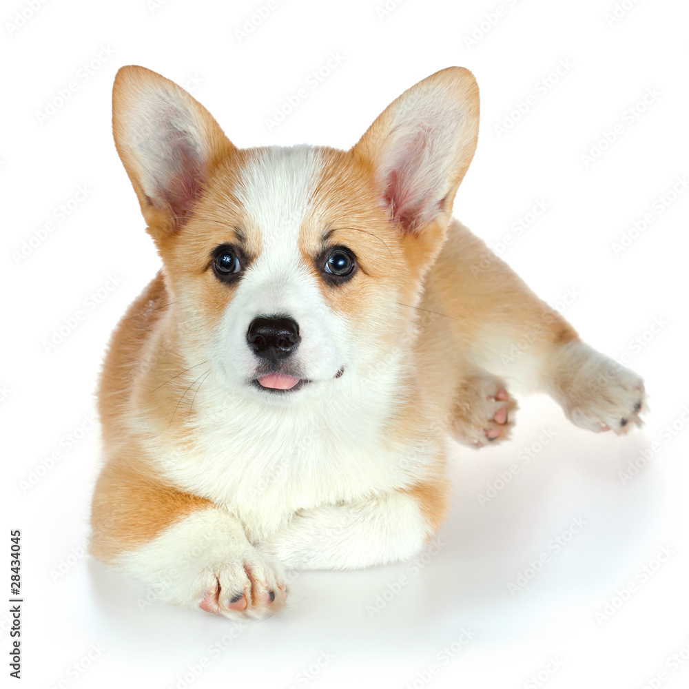 Pembroke Welsh Corgi puppy