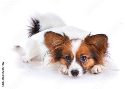 Papillon dog