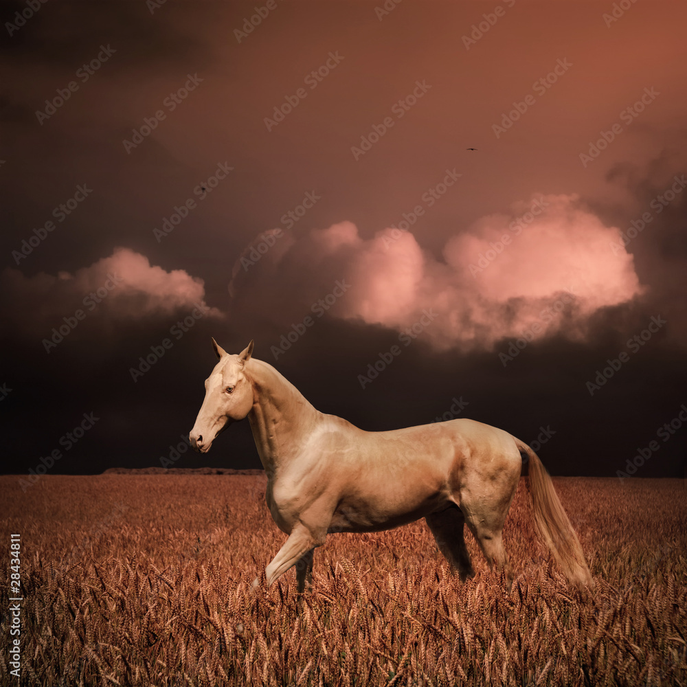 Palomino akhal-teke horse in evening wheat field