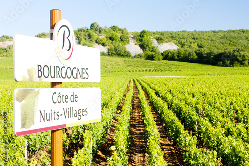 vineyards of Cote de Nuits, Burgundy, France