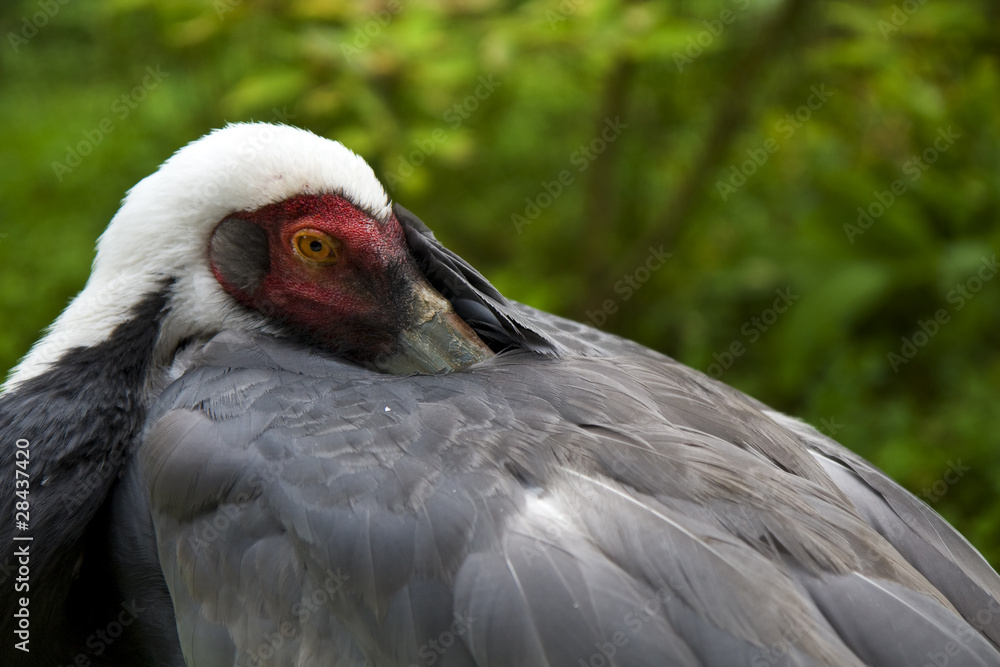 Fototapeta premium Grus vipio White - Naped Crane