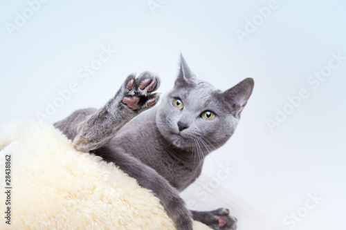 Fototapeta Naklejka Na Ścianę i Meble -  Russisch Blau Rassekatze