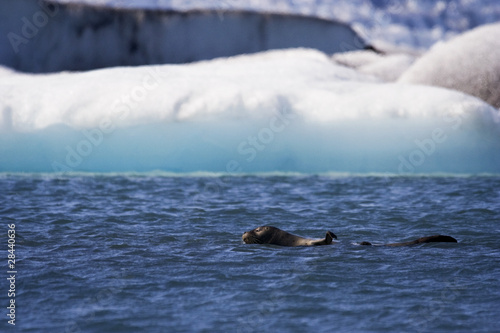 Seal Swims in Jokusarlon Glacial Lagoon, Iceland © F&J McGinn