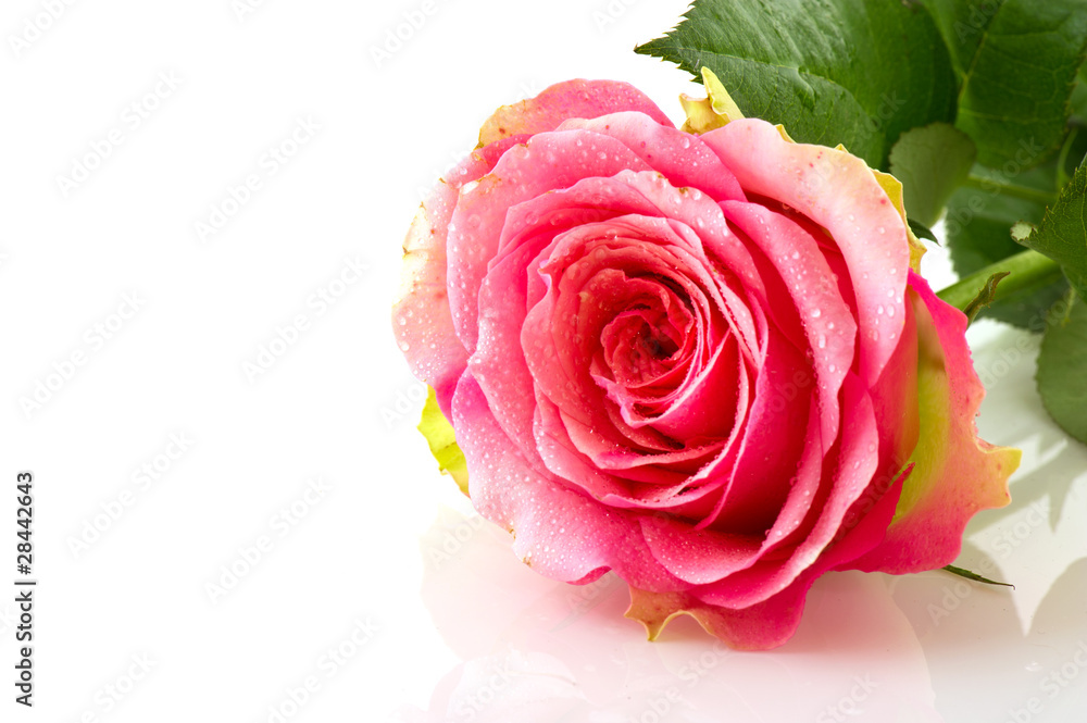 Fototapeta premium Single pink rose