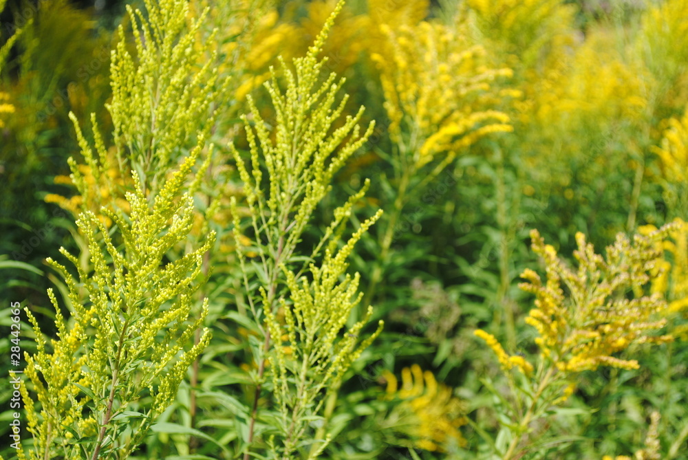 Goldrute Solidago Goldrute Solidago