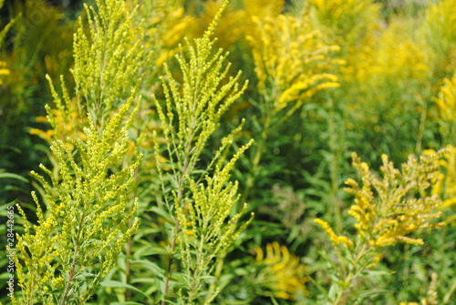 Goldrute Solidago