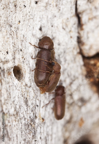 Photography Mating woodborers (Anobiidae)