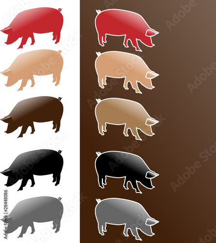pig collection various color vector illustration