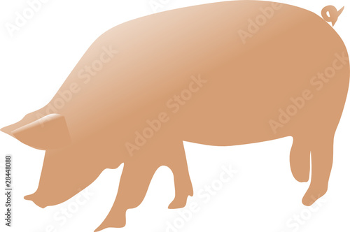 pig color vector illustration
