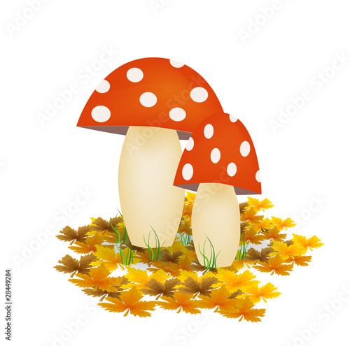 Champignons