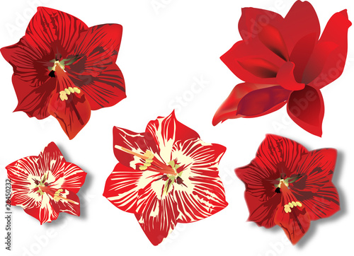 collection of amaryllises isolated on white