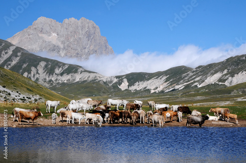 Fotografie, Obraz Gran Sasso d'Italia dal lago di Pietranzoli