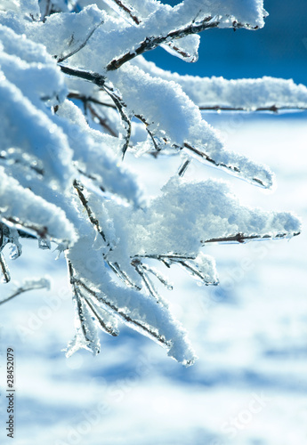 branch with snow © Worytko Pawel