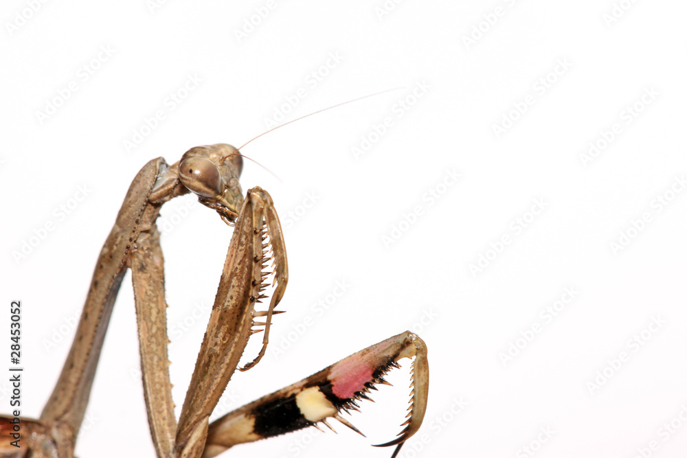 Fototapeta premium a mantis, its paws have colored stripes