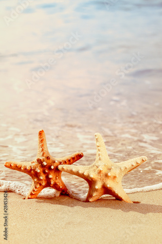 Two starfish on a beach