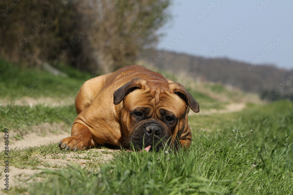 bullmastiff - molosse - big dog
