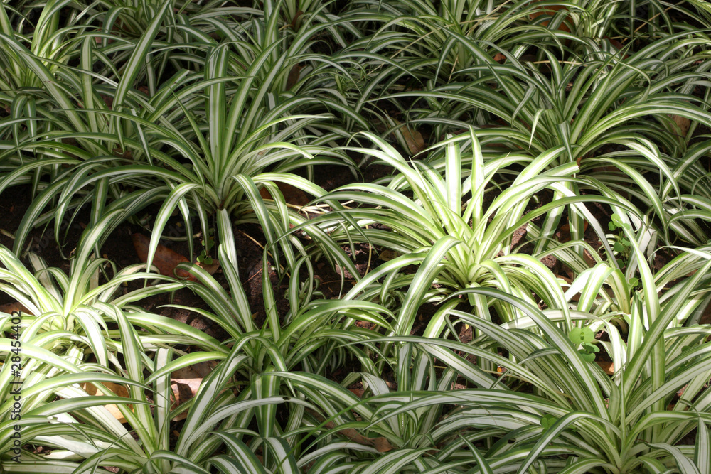 phalangère, chlorophytum, plante araignée, plante d'!ntérieur phalangère, chlorophytum, plante araignée, plante d'!ntérieur