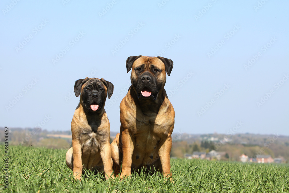 bullmastiff et sont chiot assis