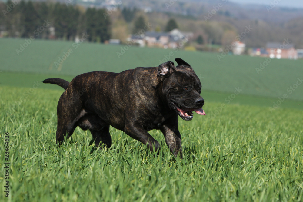 course du bullmastiff - dog racing in the field
