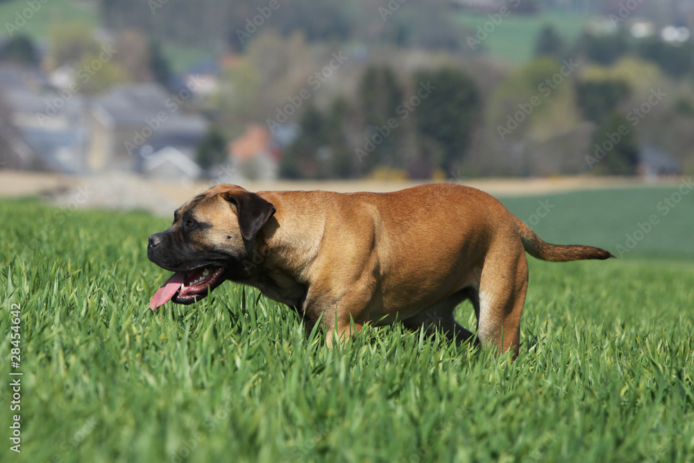 bullmastiff se déplaçant discrètement dans le champ bullmastiff se déplaçant discrètement dans le champ