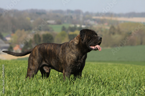 bulmastiff bringé de profil dans les champs photo