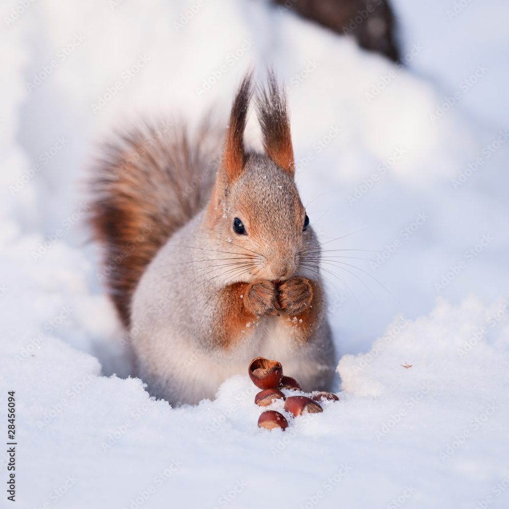 Squirrel on the snow with a hazelnut StockFoto Adobe Stock
