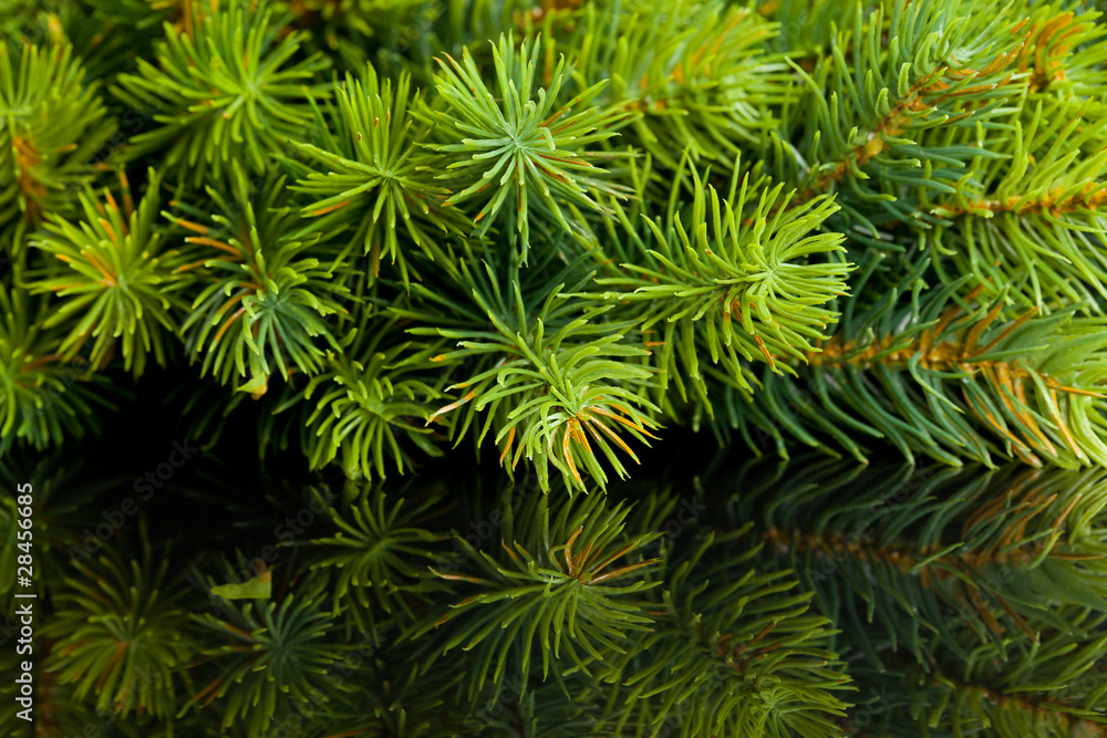 branch of Christmas tree with reflection branch of Christmas tree with reflection