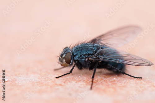 Common housefly with crumbs on worksurface