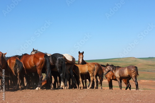 Horse herd grazing on the steppe red clay hills