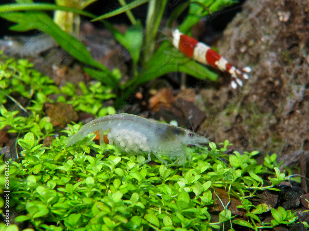 Obraz premium crevette boule de neige