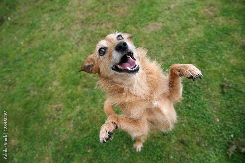 Dog standing on hind legs with happy grin