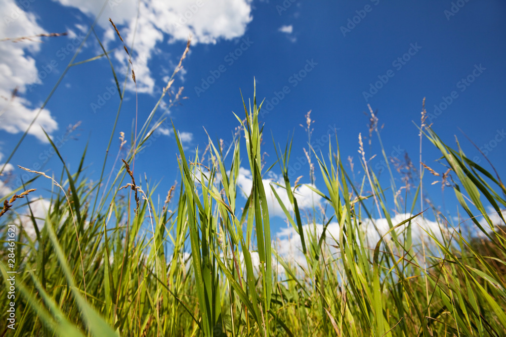 Obraz premium Grass