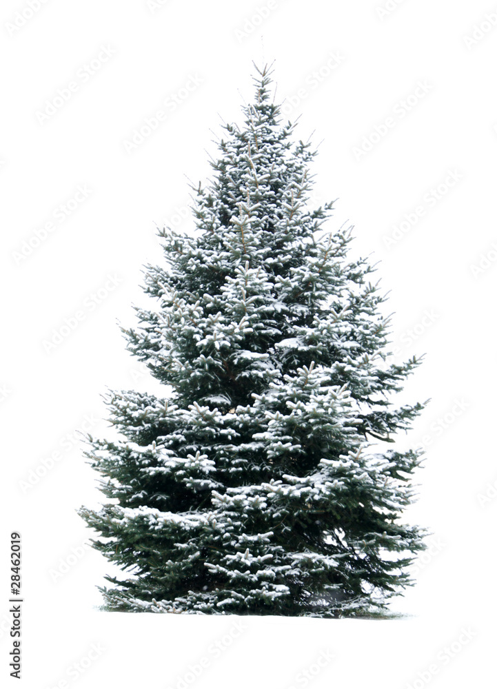 Christmas tree Christmas tree