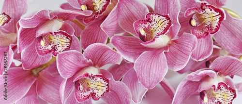 Orchideen, Cymbidium