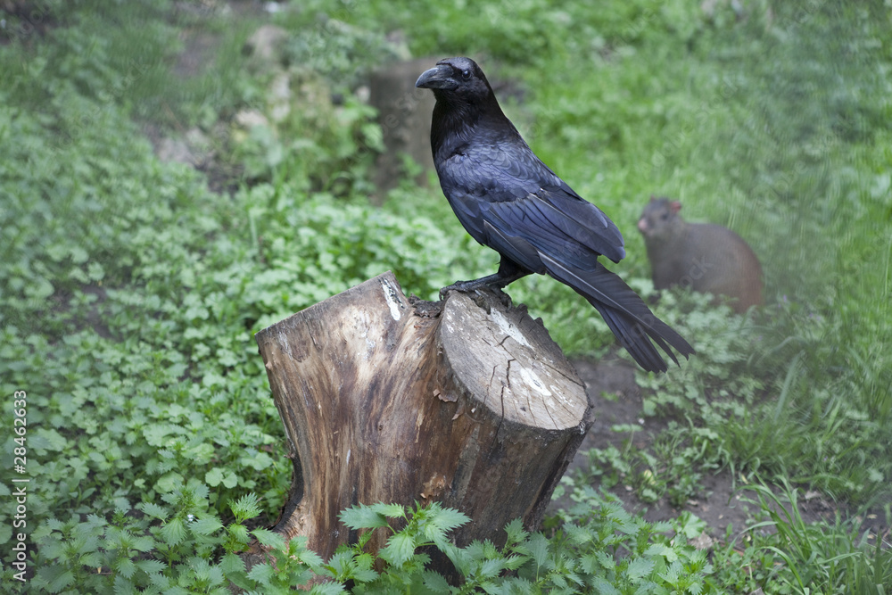 Obraz premium Blackbird