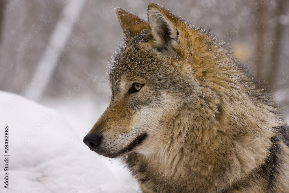 Portrait of an European grey wolf (Canis lupus lupus)