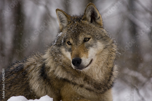 Portrait of an European grey wolf  Canis lupus lupus 