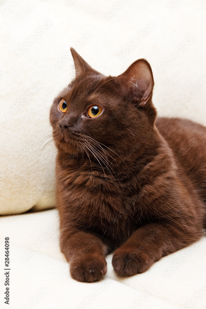 Brown cat British Shorthair