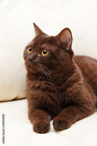 Brown cat British Shorthair