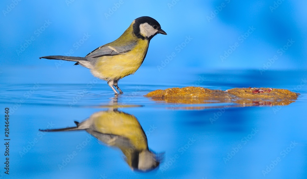 Naklejka premium Tierra firme.