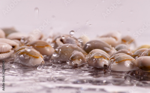Shells Showered by Rain Drops